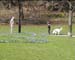 whitedog