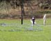 whitedog2