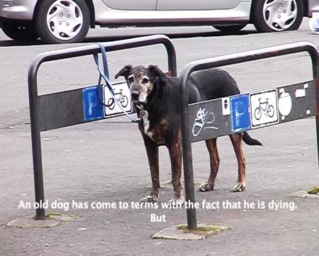 ANOLDDOG