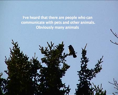 CROWS