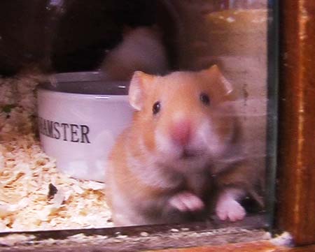 HAMSTER