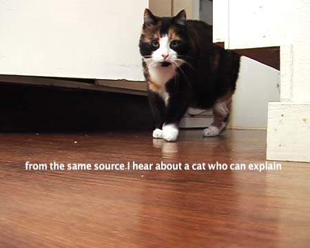 catwhocanexplain