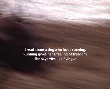 doglovesflying