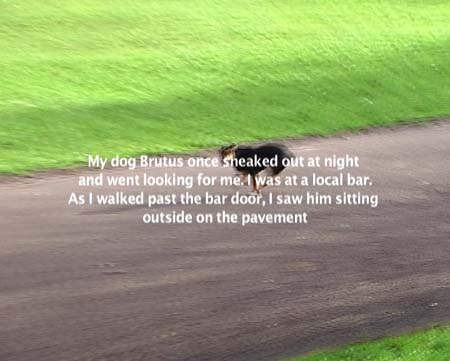 mydogbrutus